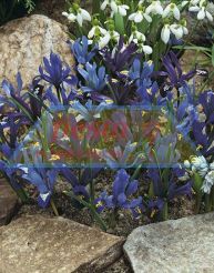 Iris Reticulata Mixed